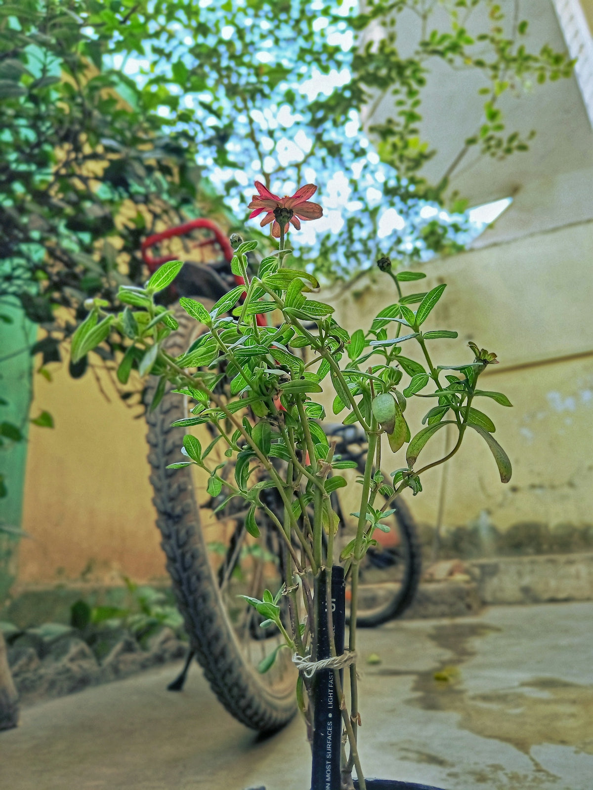 a bicycle parked next to a plant in a vase