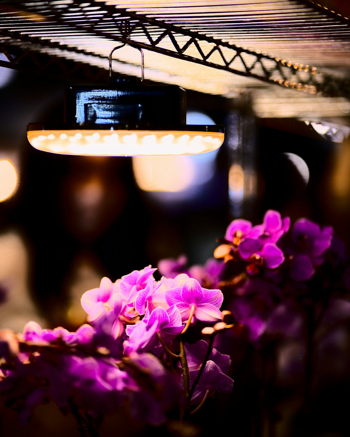 a bunch of purple flowers in a room