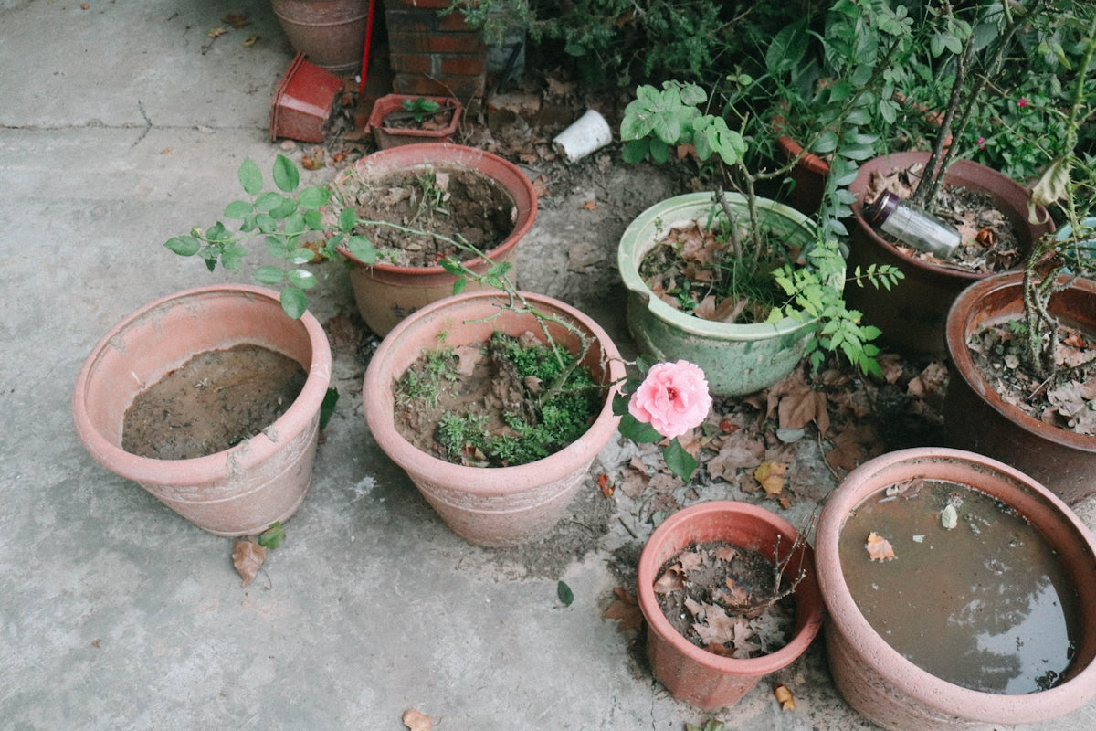 a bunch of potted plants sitting on the ground