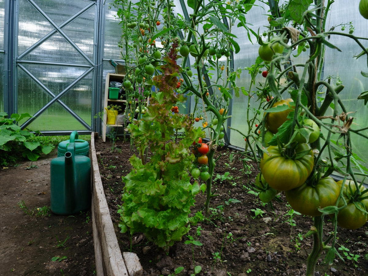 a garden filled with lots of green plants