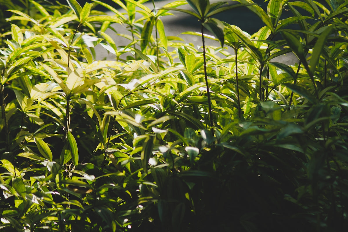 a close up of a bush with green leaves
