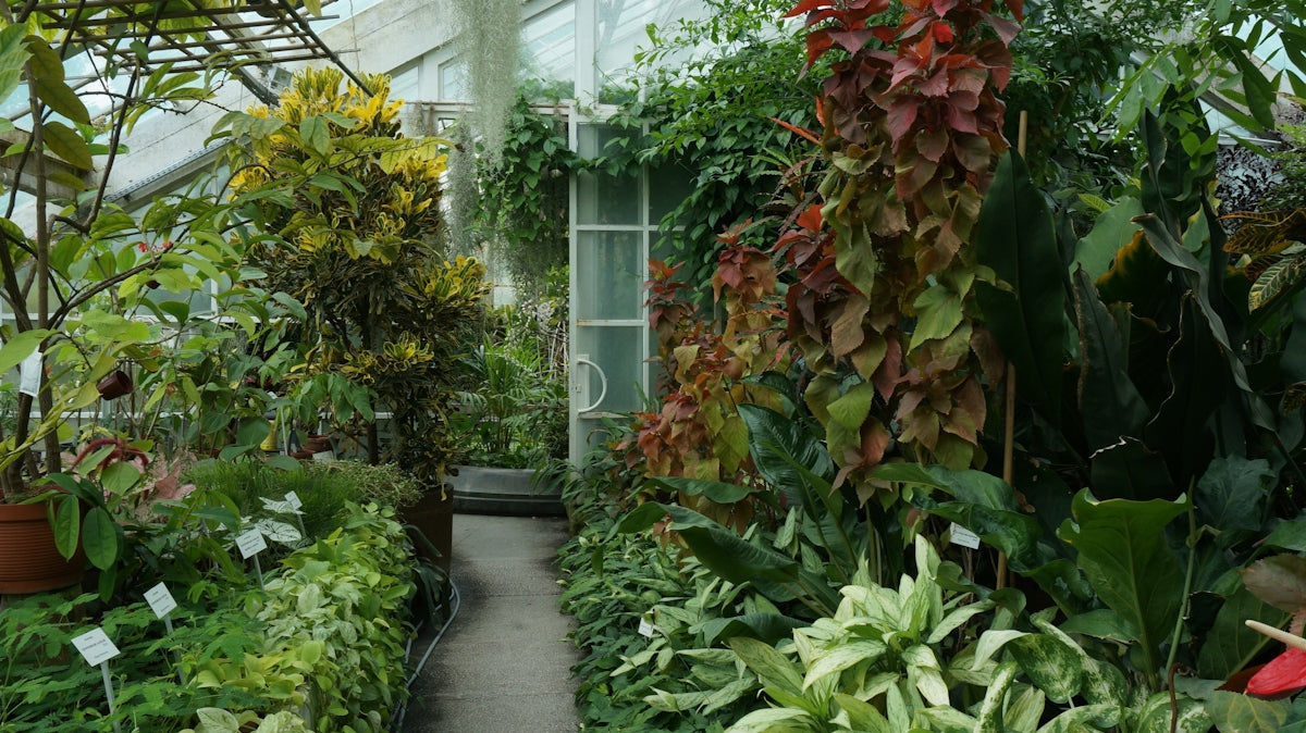 a greenhouse filled with lots of different types of plants