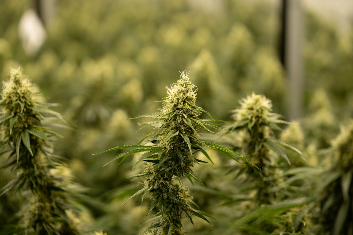 a large group of marijuana plants in a field