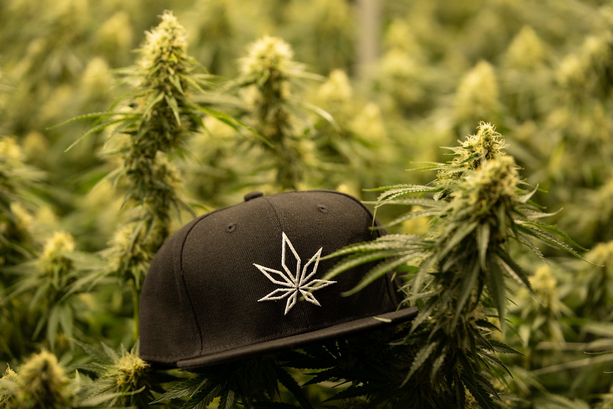 a marijuana plant with a hat on top of it