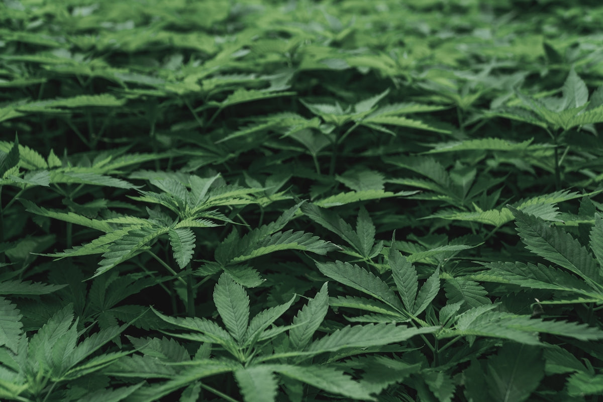a large group of green plants in a field