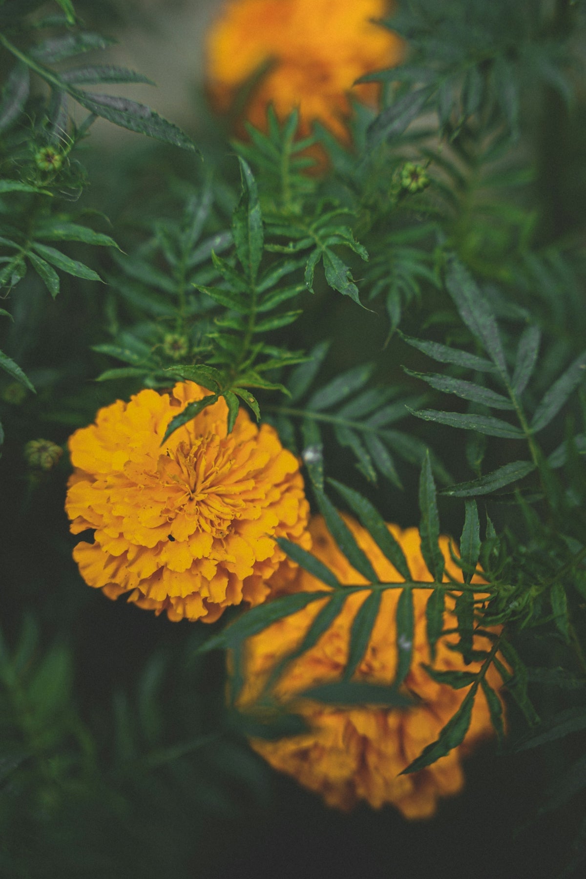 a close up of some yellow flowers in a field
