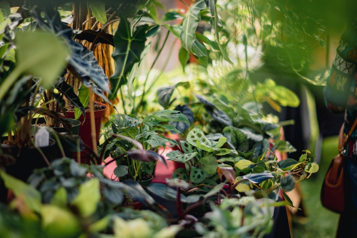 a bunch of plants that are in a room