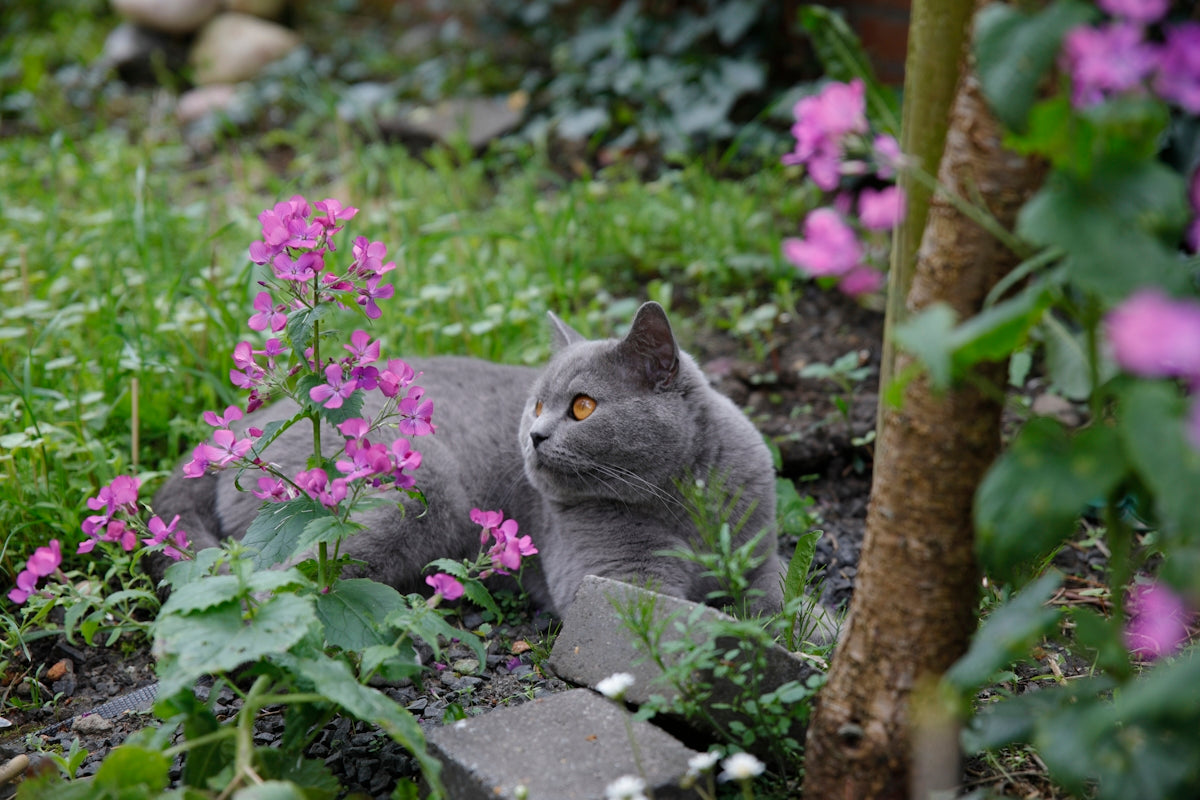 a gray cat laying in the grass next to a tree