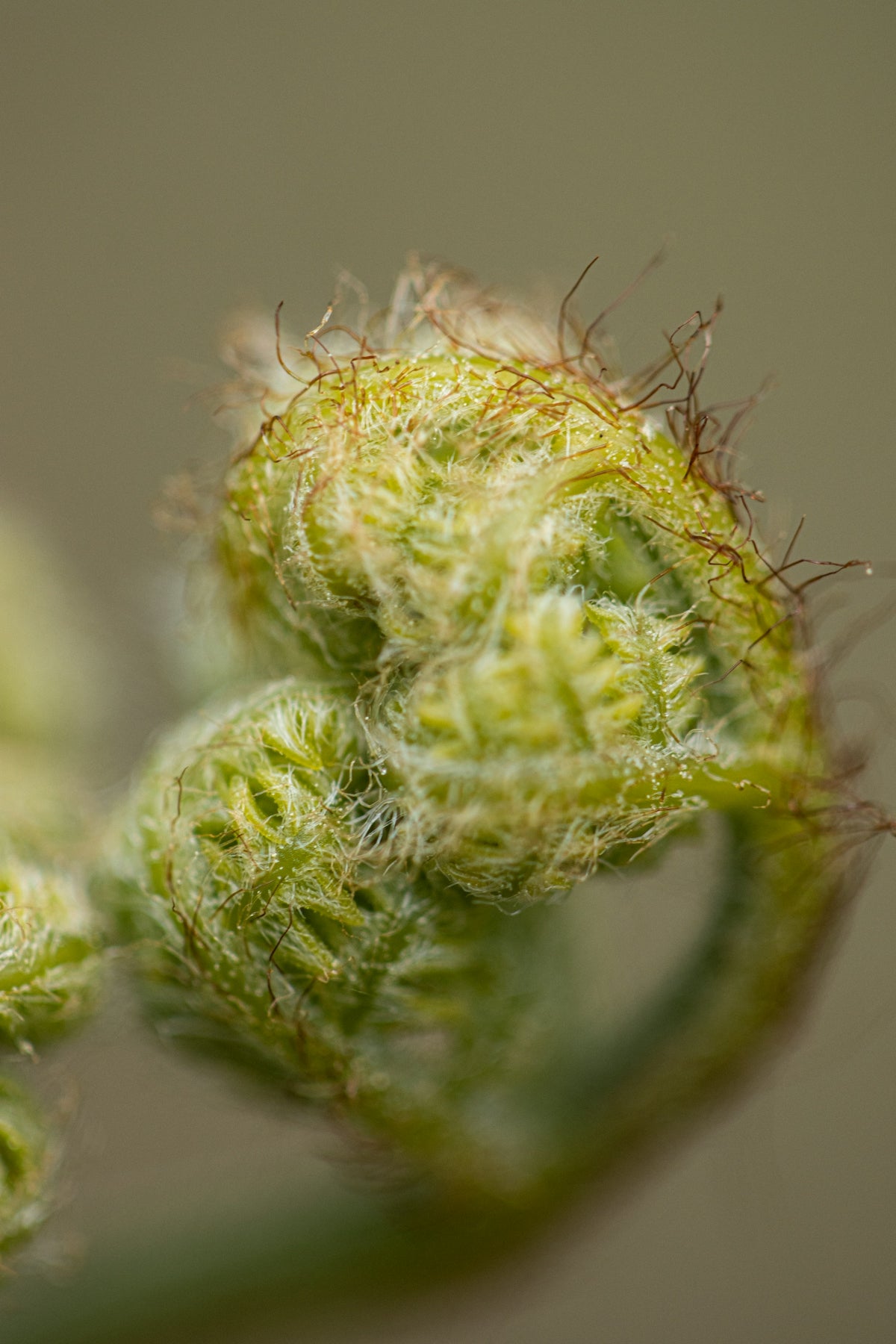 a close up of a plant with a bug on it
