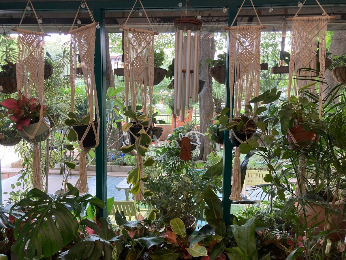 a room filled with lots of potted plants