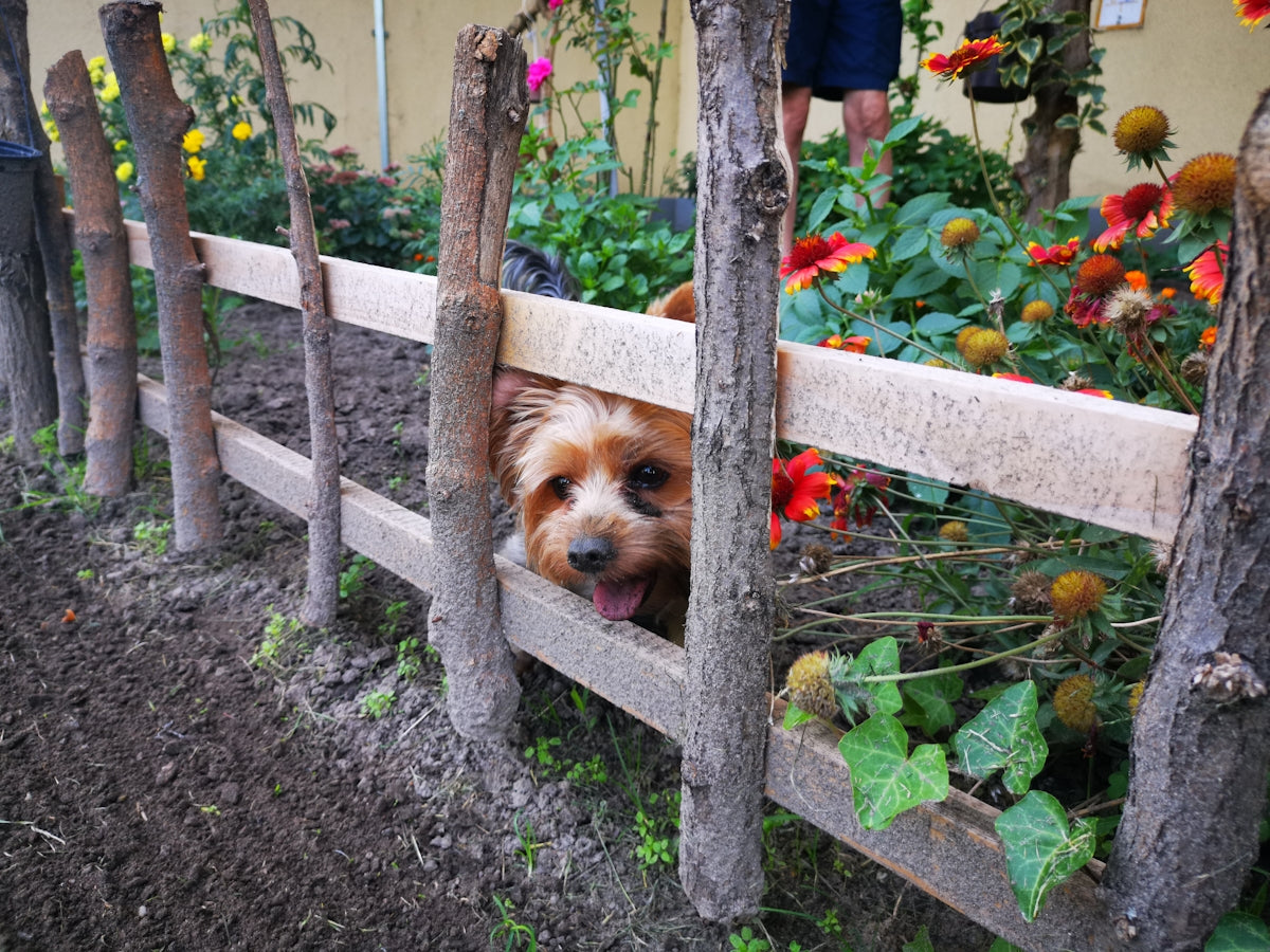 a dog sticking its head through a fence