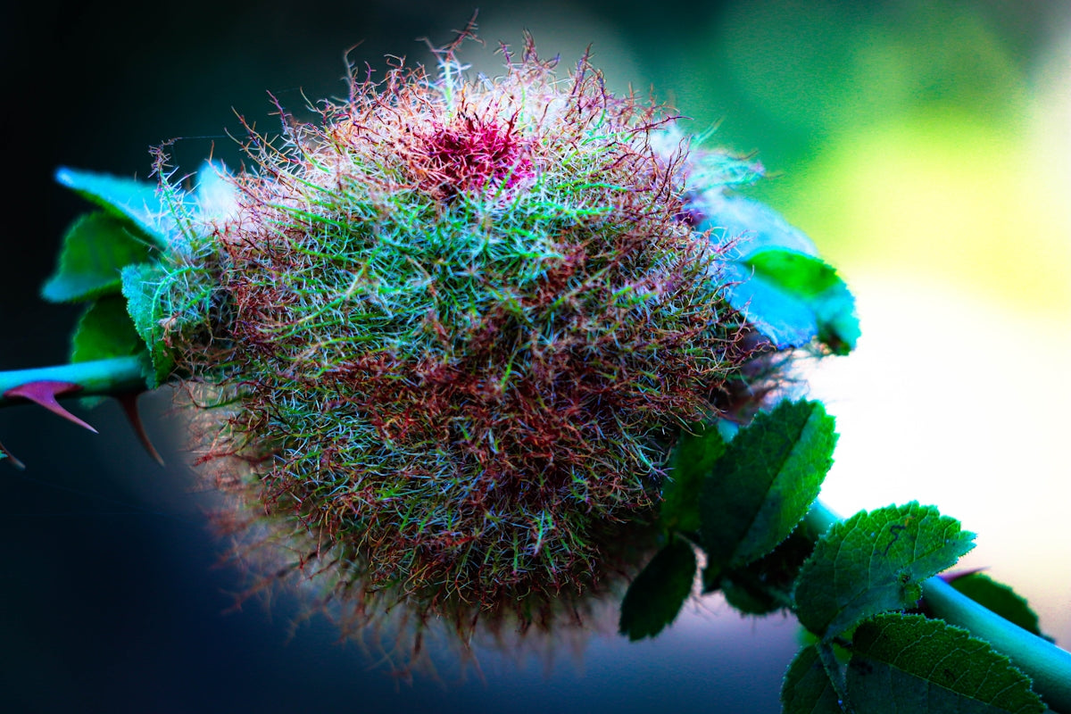 a close up of a flower with green leaves