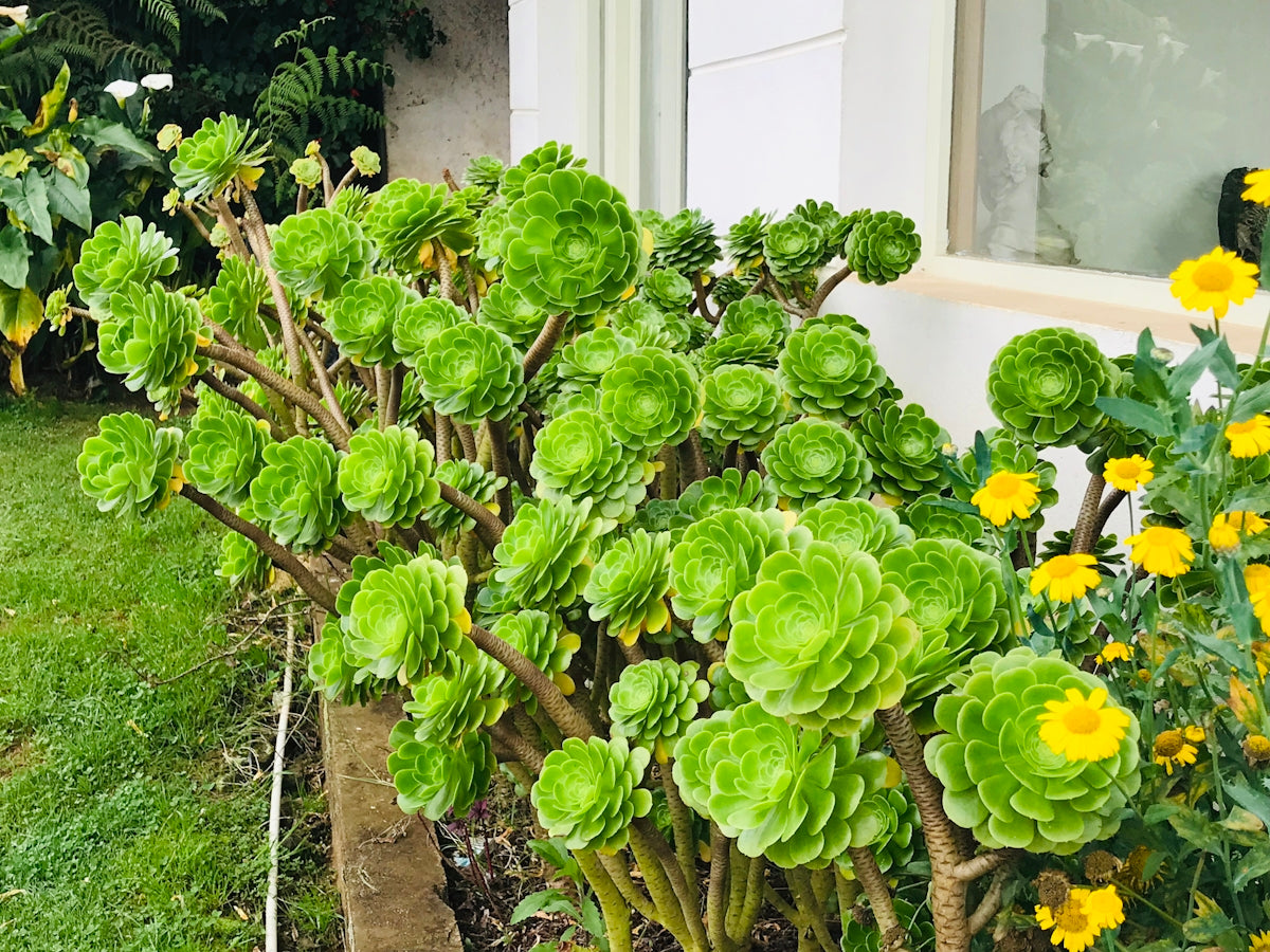 a group of plants that are sitting in the grass