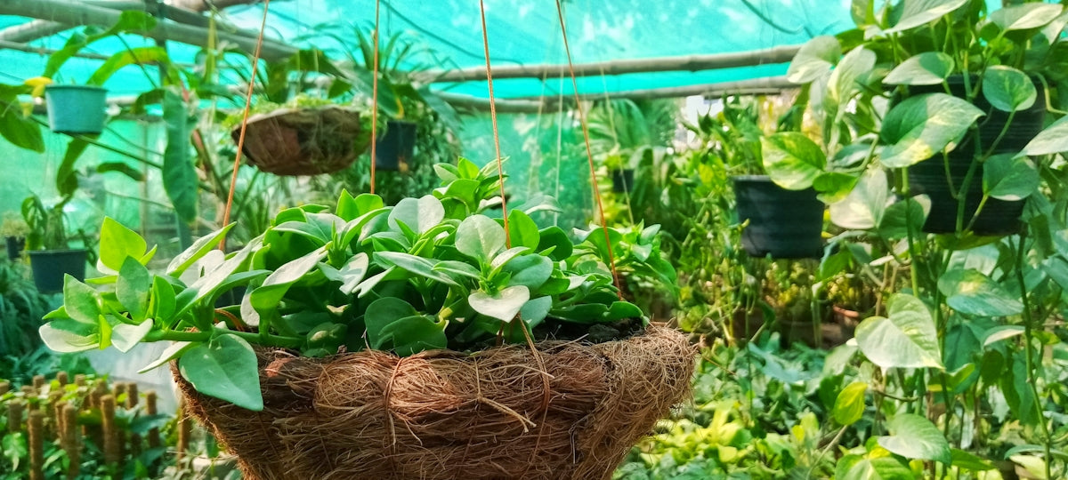 a hanging planter filled with lots of green plants