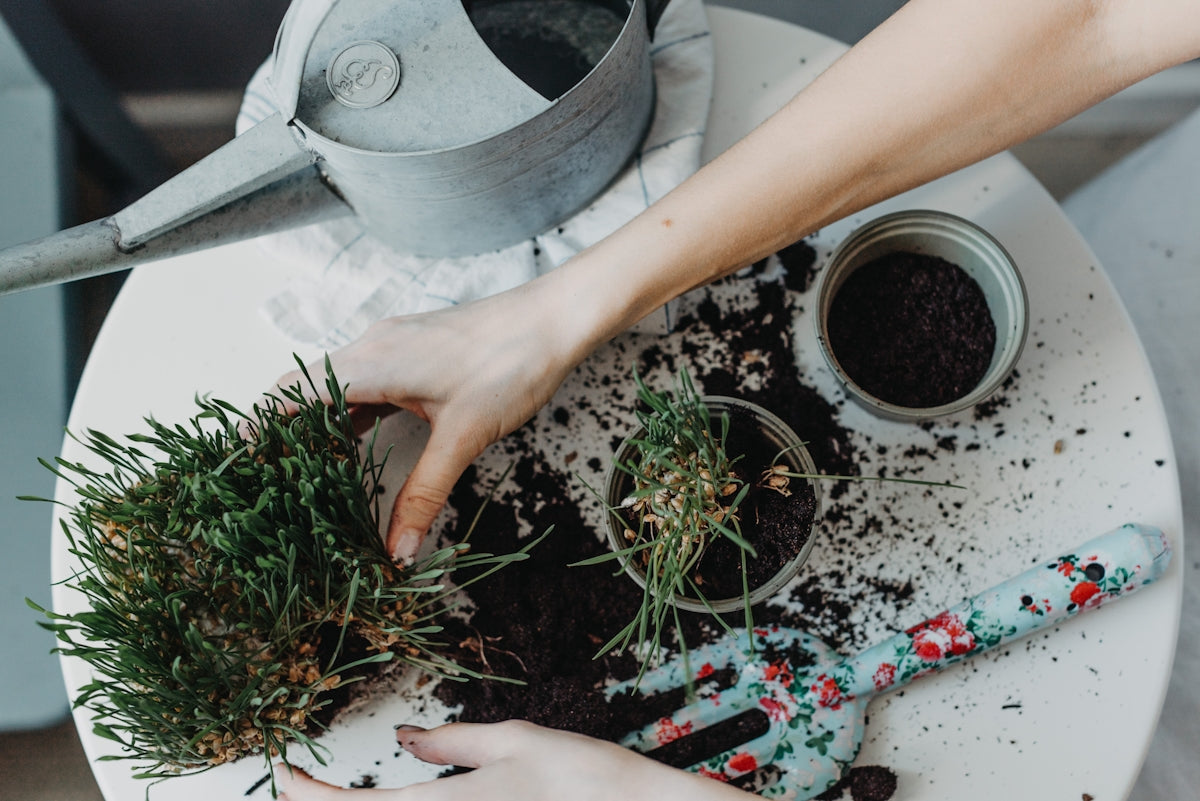 a person is putting plants in dirt on a table