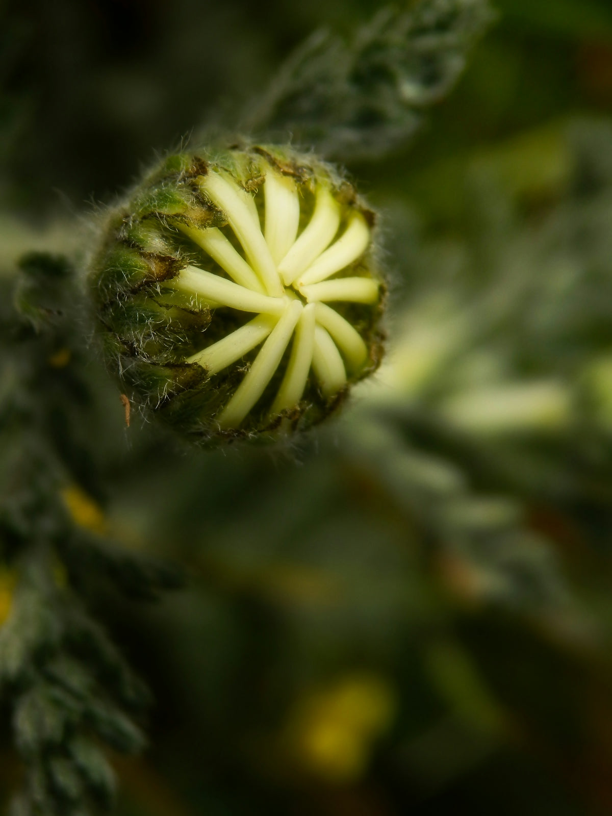 a close up of a green plant with white flowers