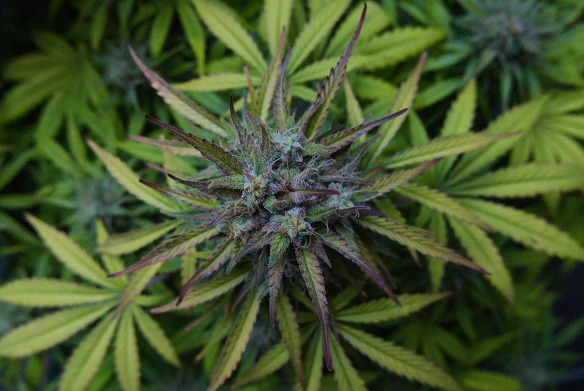 a close up of a green plant with lots of leaves
