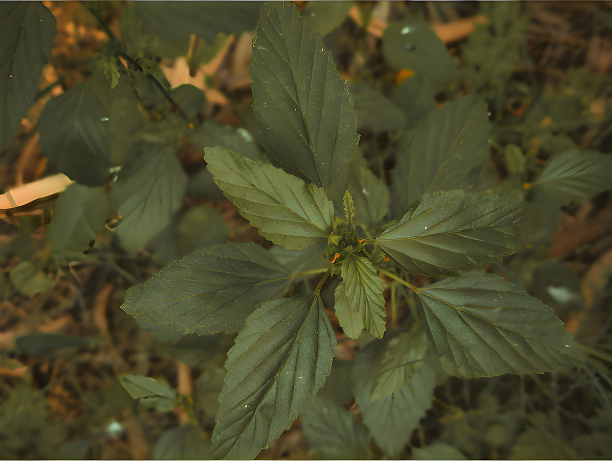 a close up of a green plant with leaves