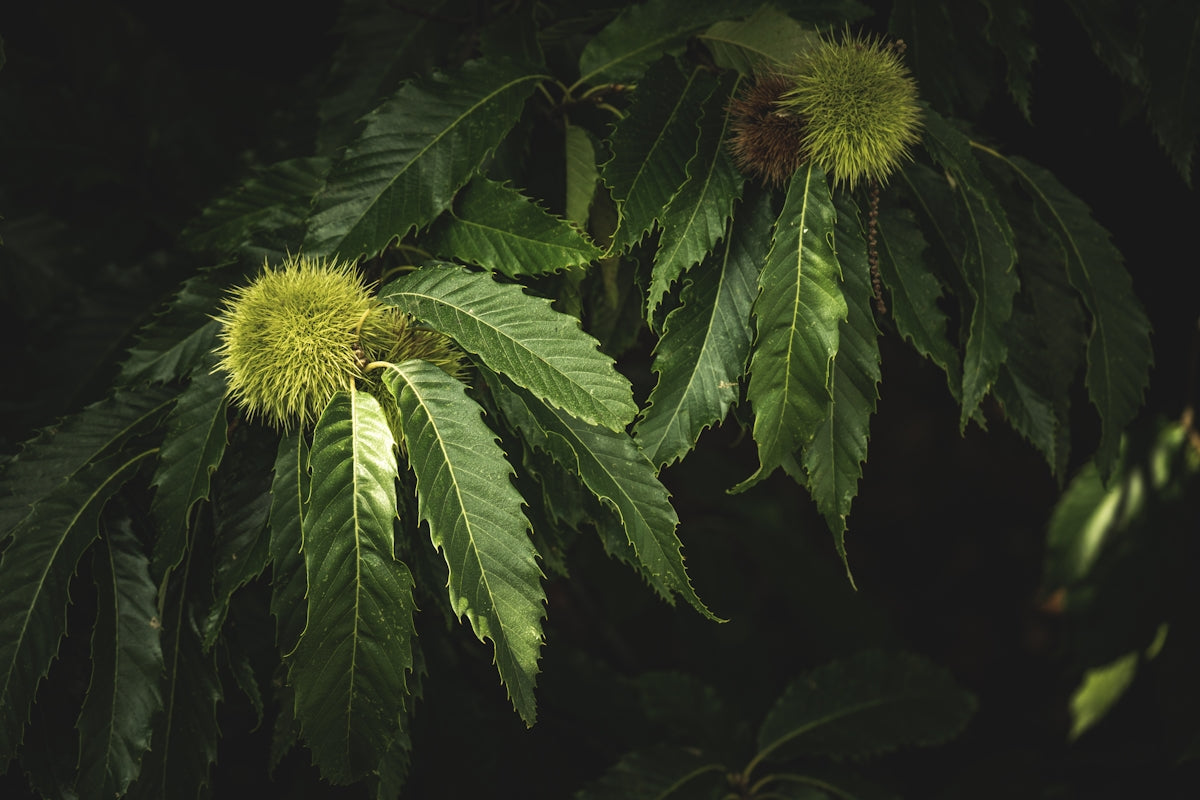 a close up of a tree with green leaves