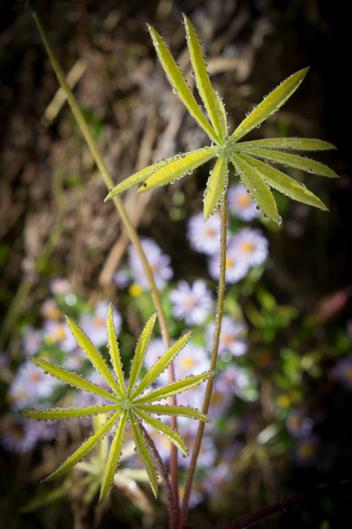 a close up of a plant with flowers in the background