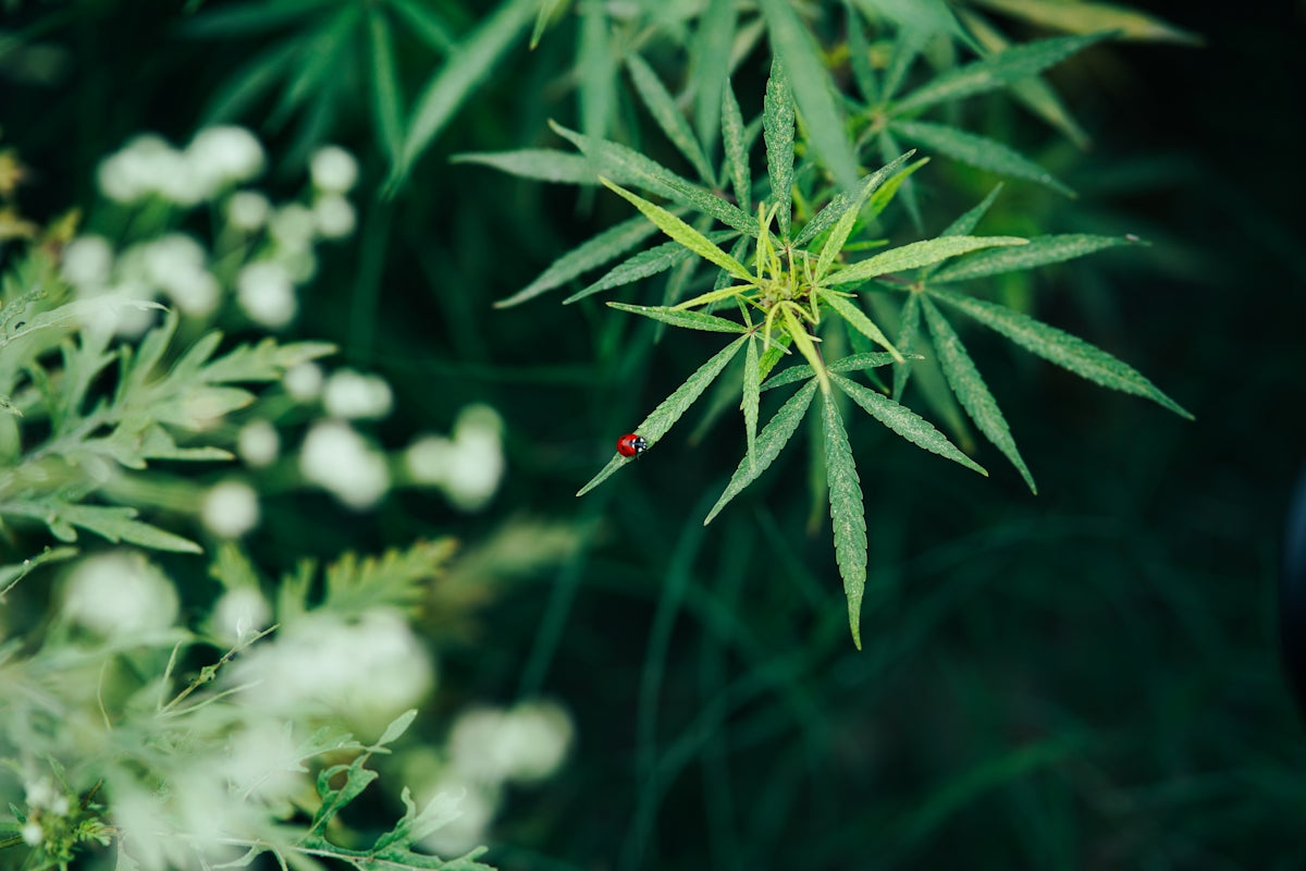 a bug sitting on top of a lush green plant