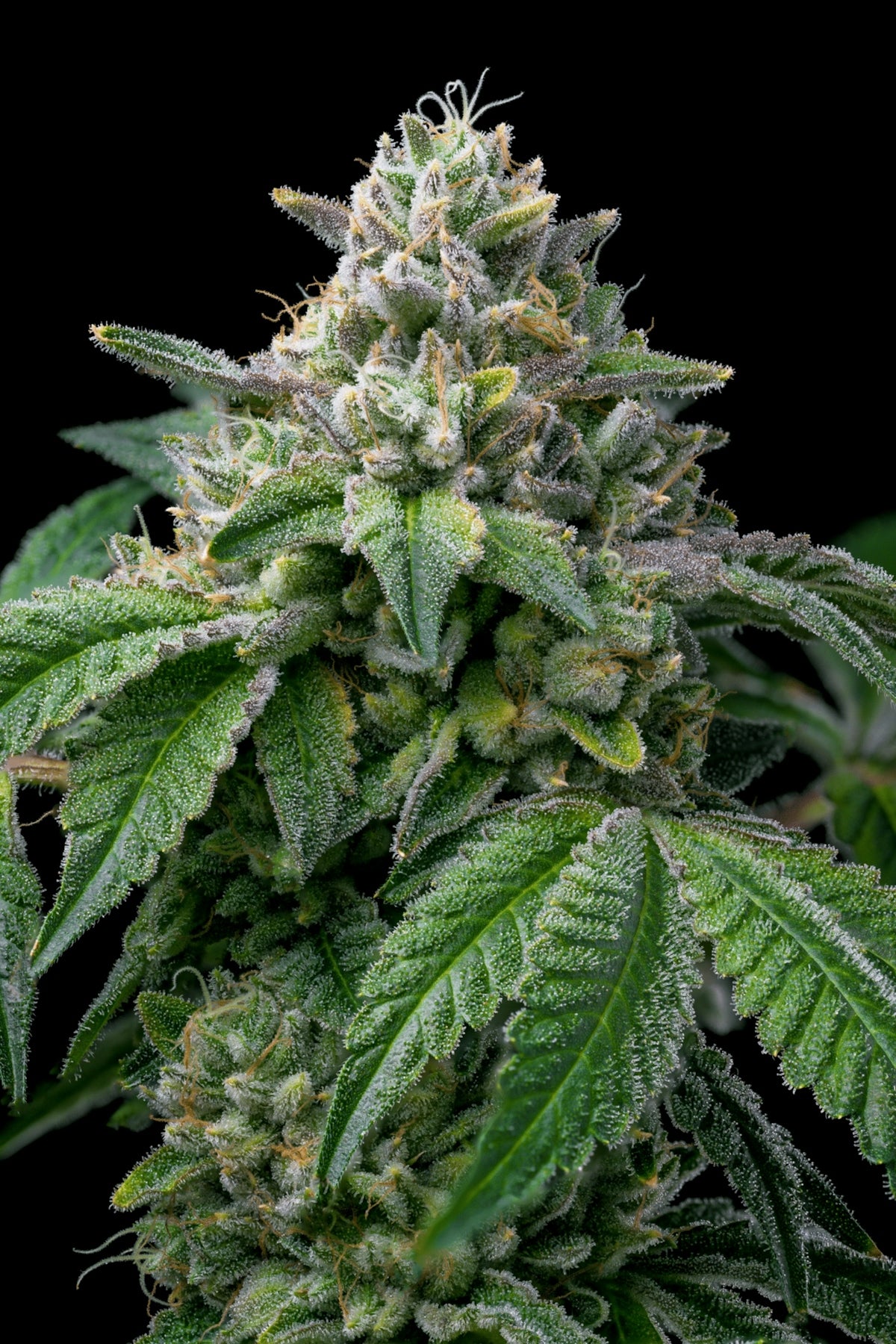 a close up of a plant with green leaves