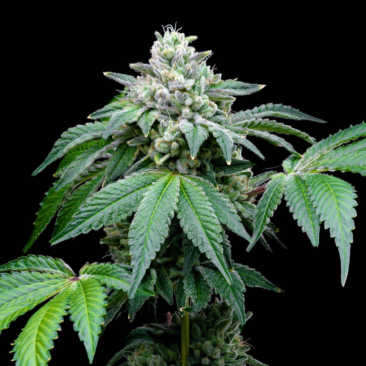 a close up of a plant with green leaves