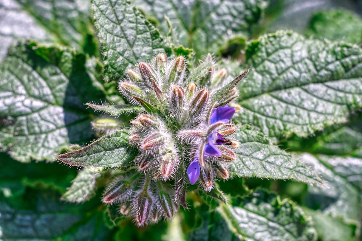 a close up of a purple flower with green leaves