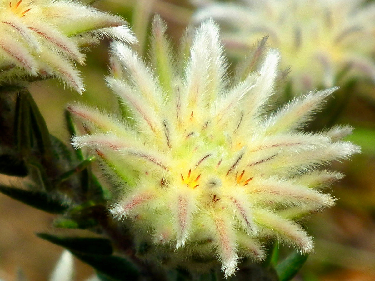 a close up of a plant with white flowers
