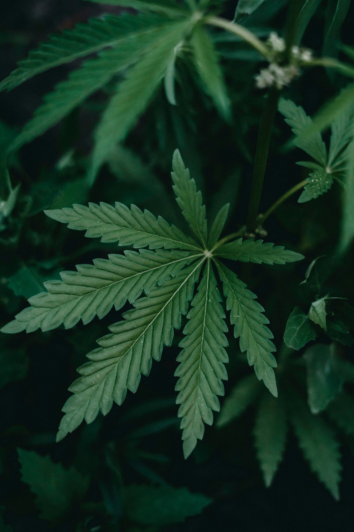 a close up of a green leaf on a plant