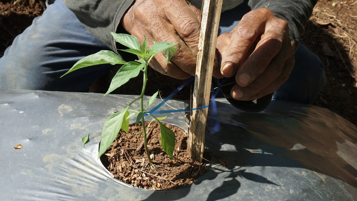 A man is working on a small tree