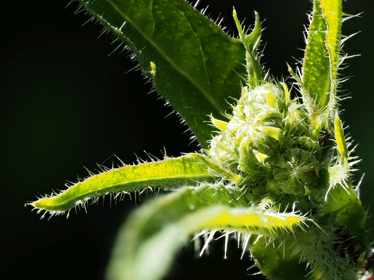 A close up of a plant with green leaves