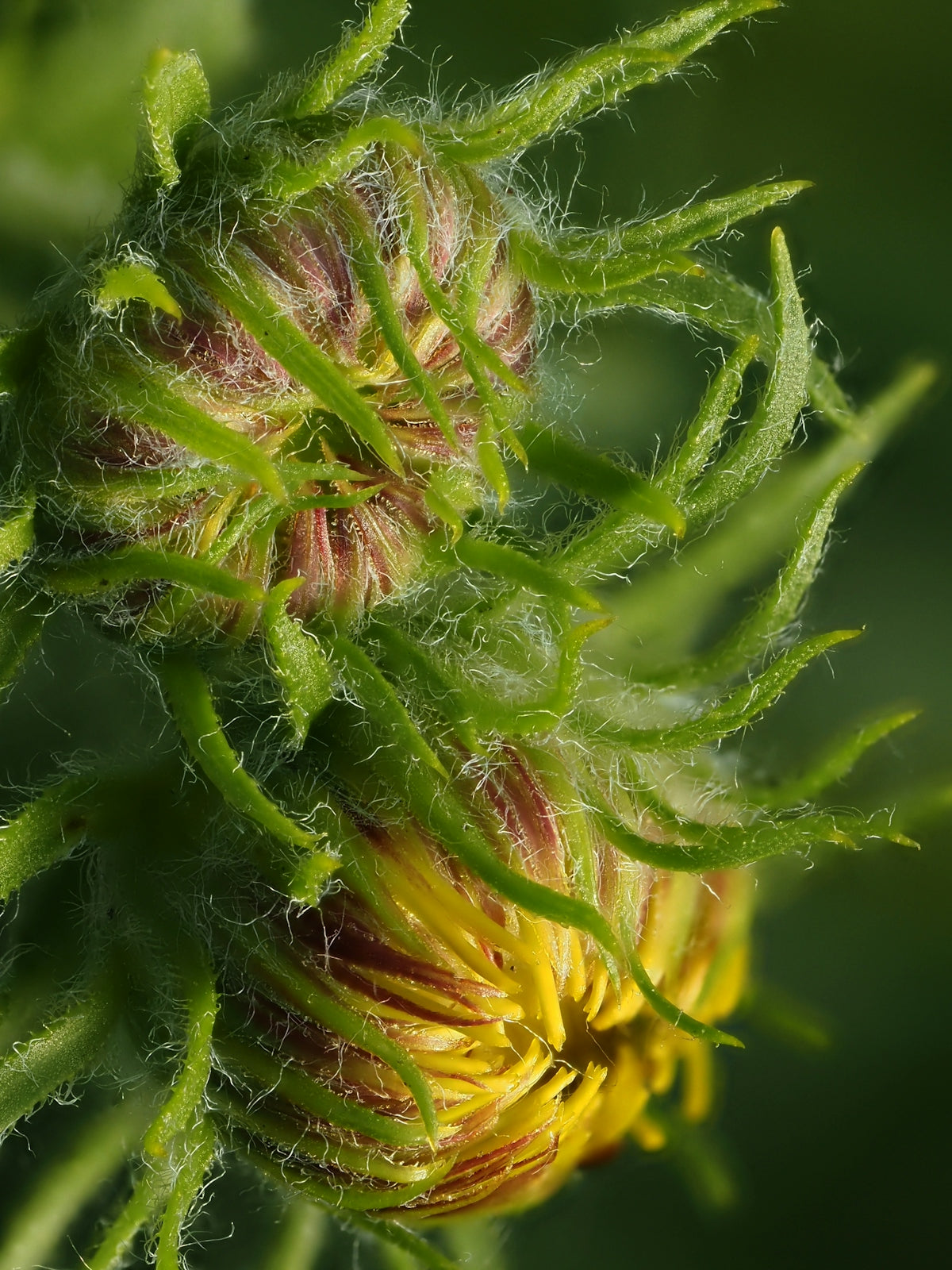 A close up of a yellow flower on a plant