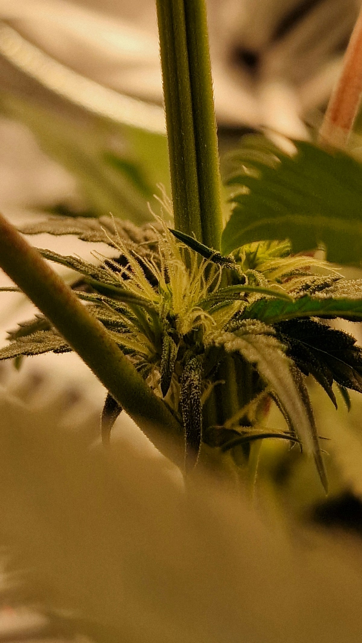 A close up of a plant with a blurry background