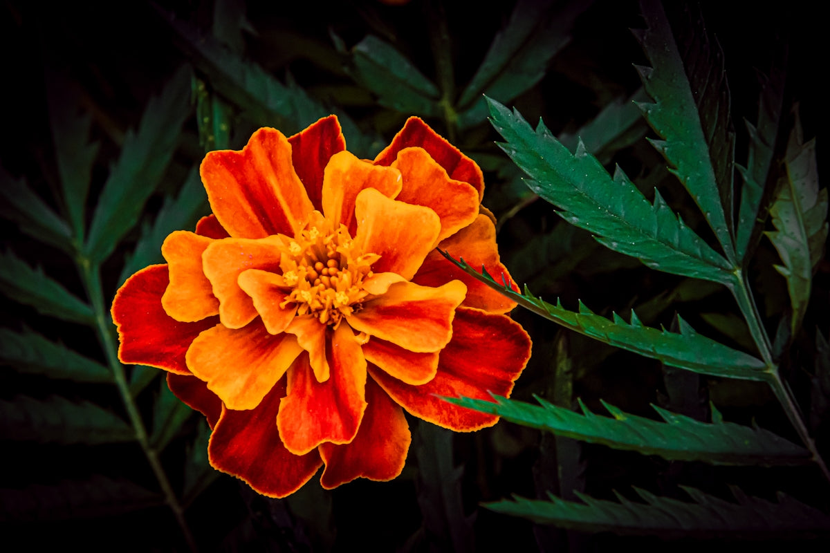 A large orange flower with green leaves in the background