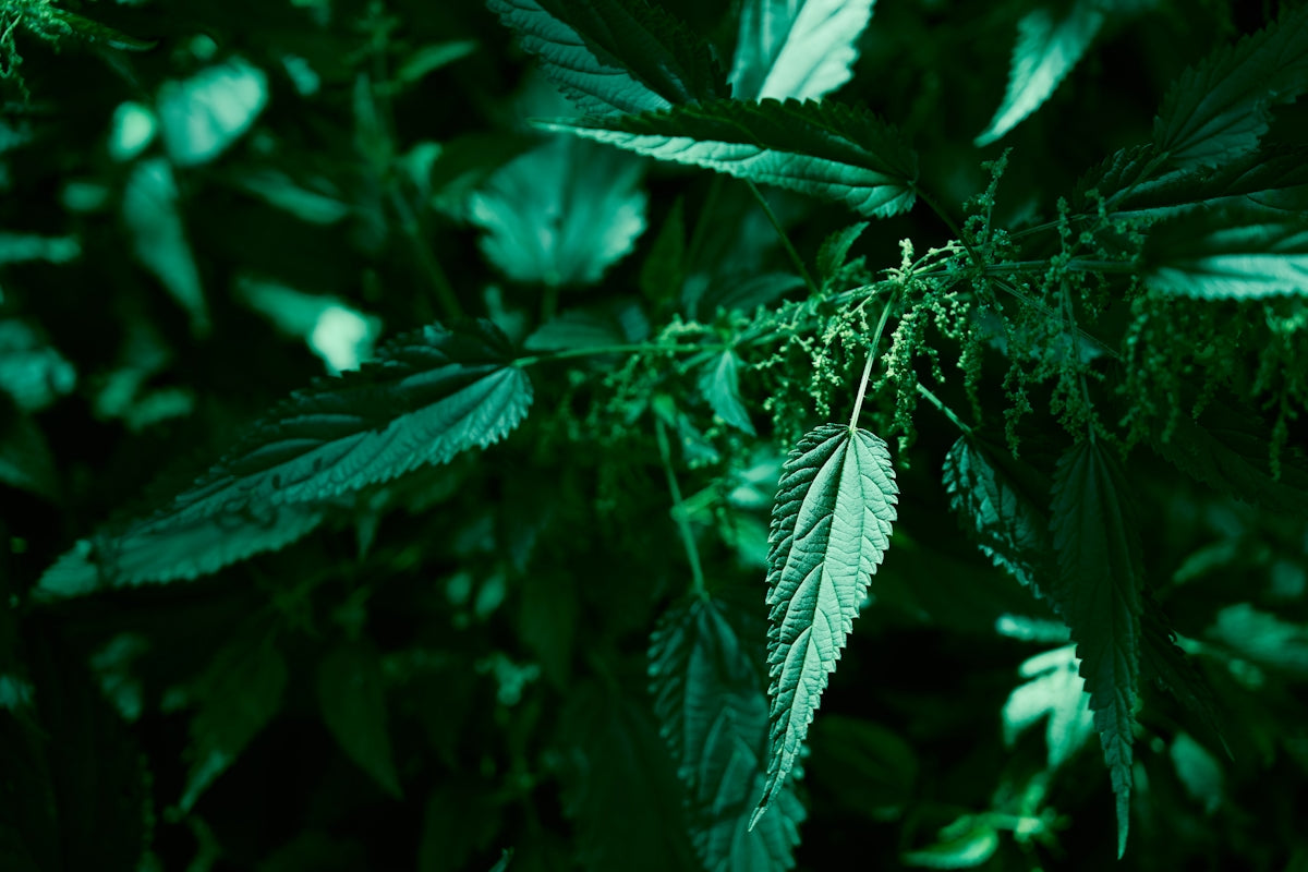 A close up of a green leafy plant