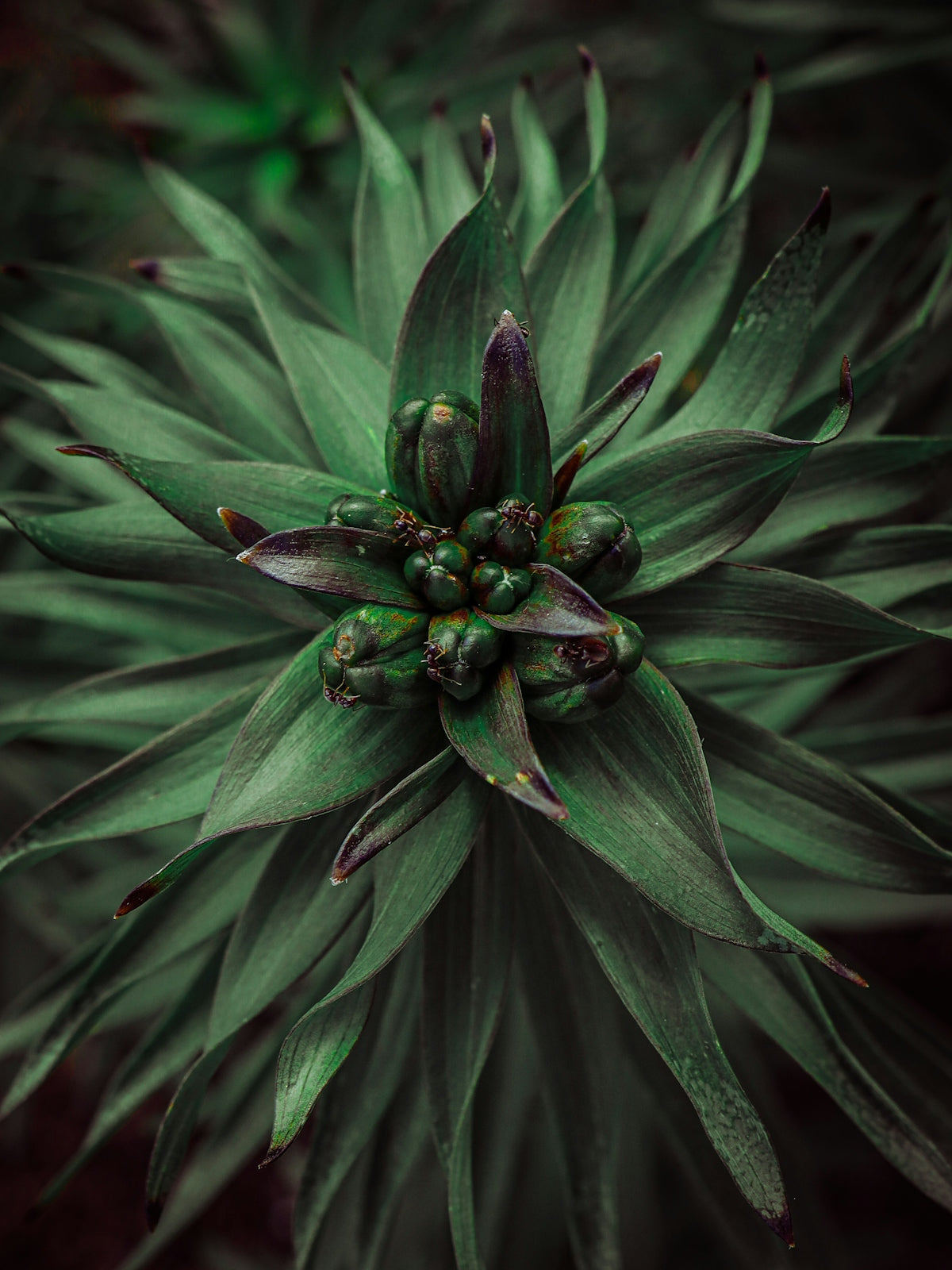 A close up of a green flower on a plant