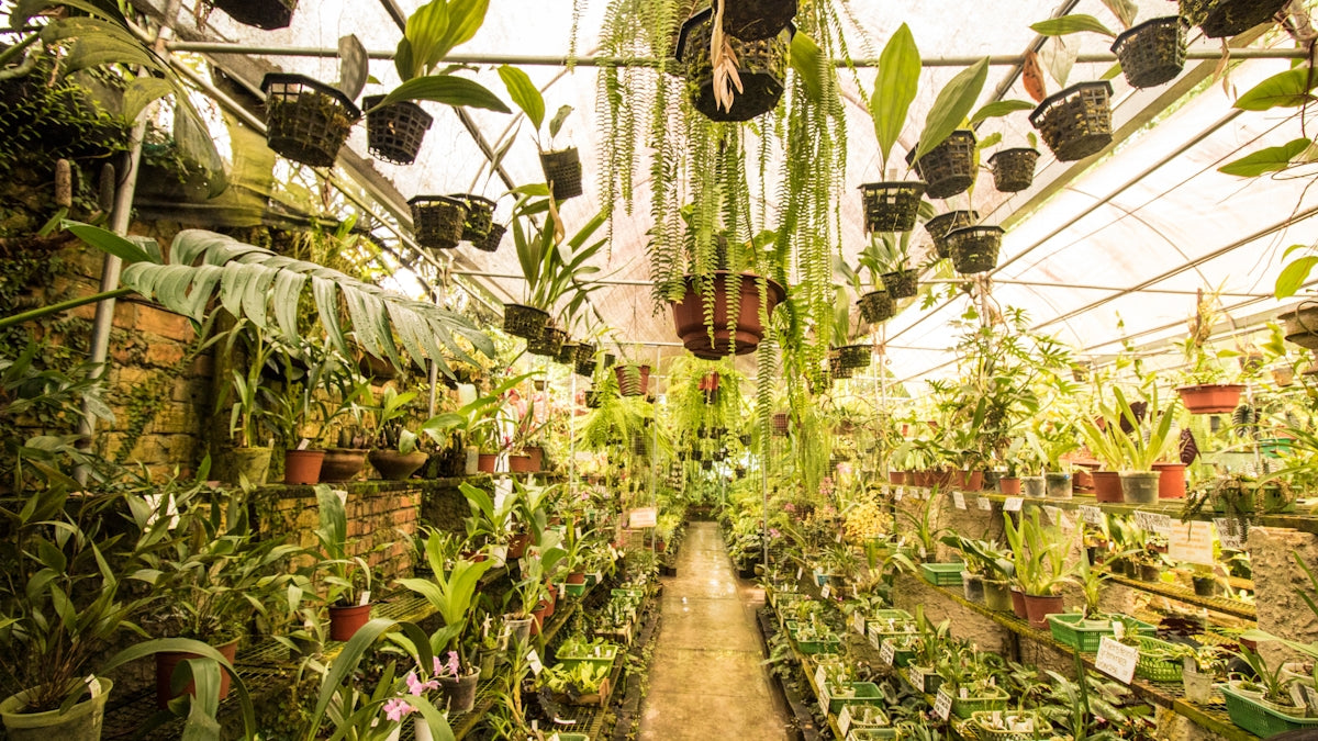 A large greenhouse filled with lots of plants