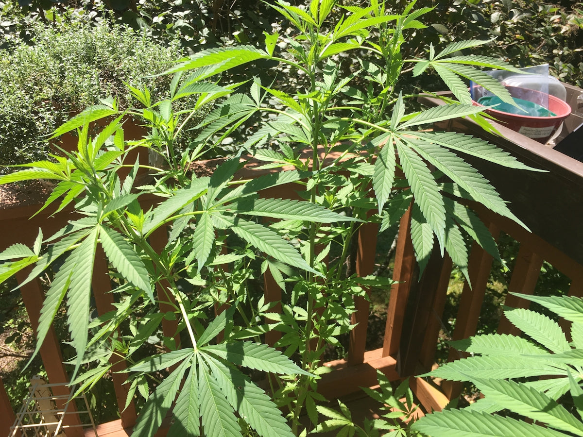 A plate that is sitting on top of a table