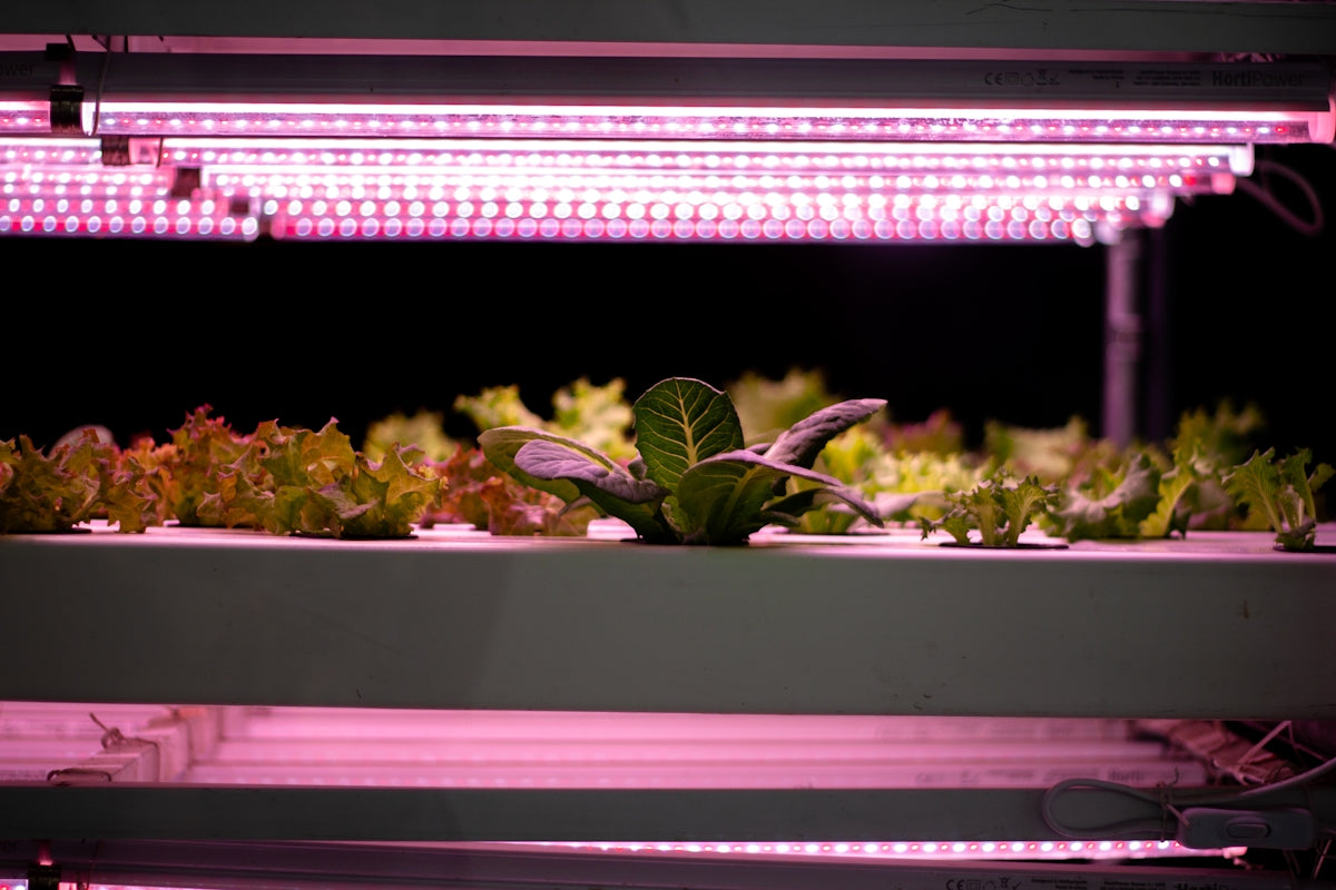 A plant growing inside of a grow light