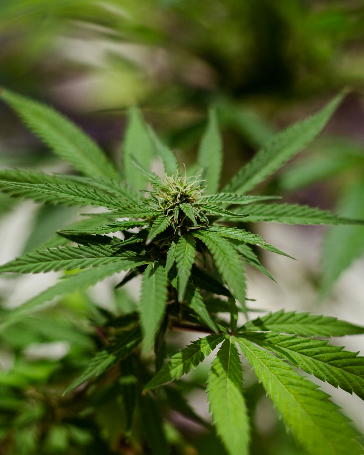 A close up of a green plant with leaves