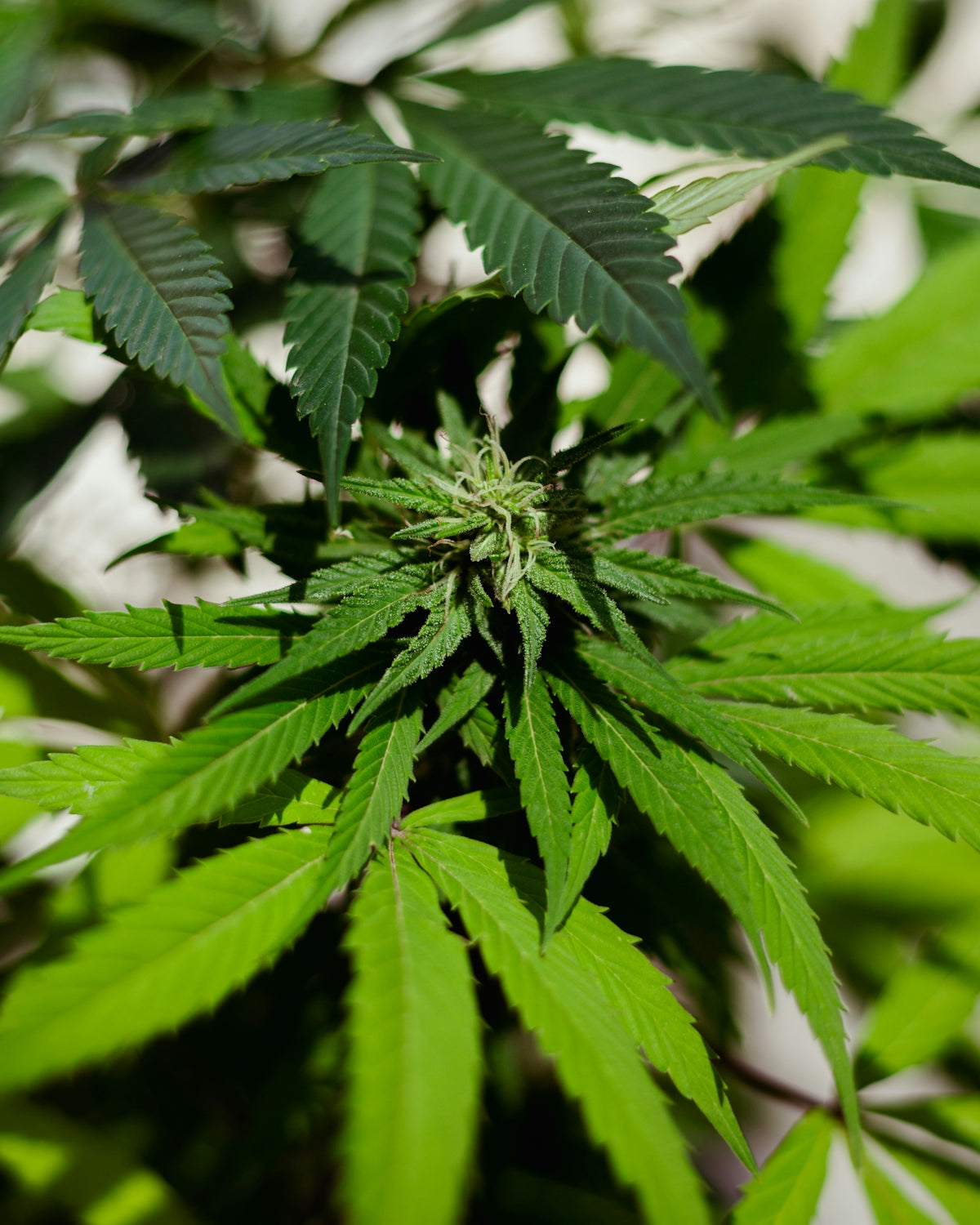 A close up of a green plant with leaves