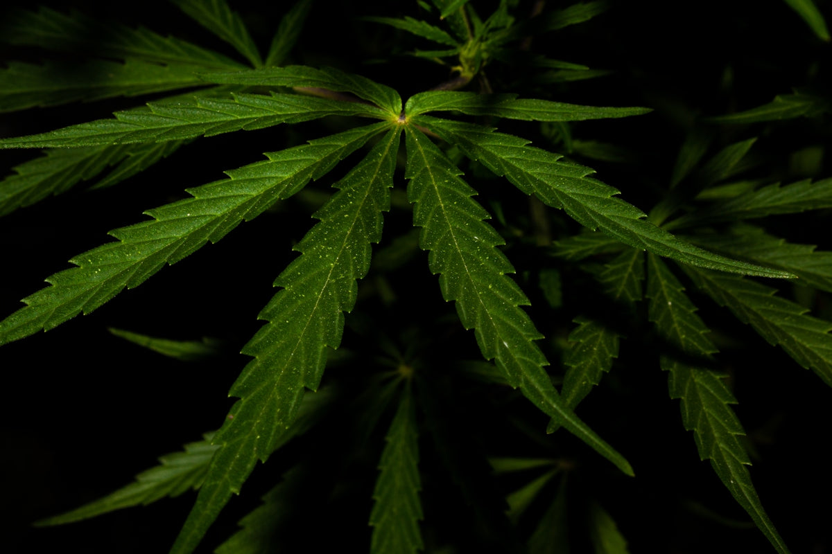 A close up of a marijuana plant in the dark