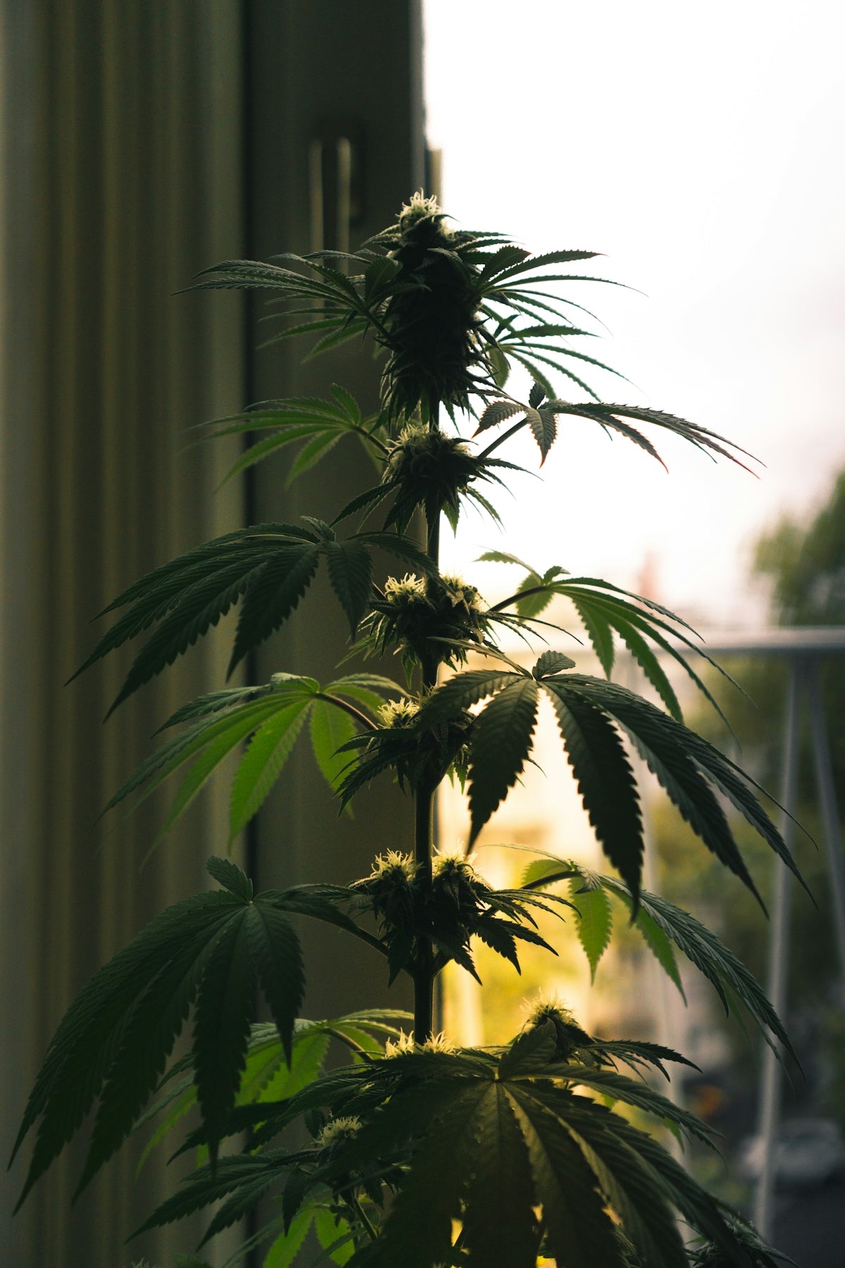 A potted plant sitting on top of a window sill