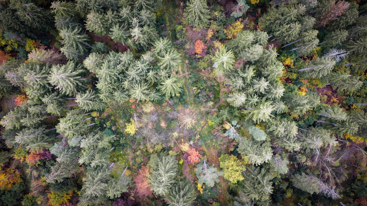 An aerial view of a forest with lots of trees