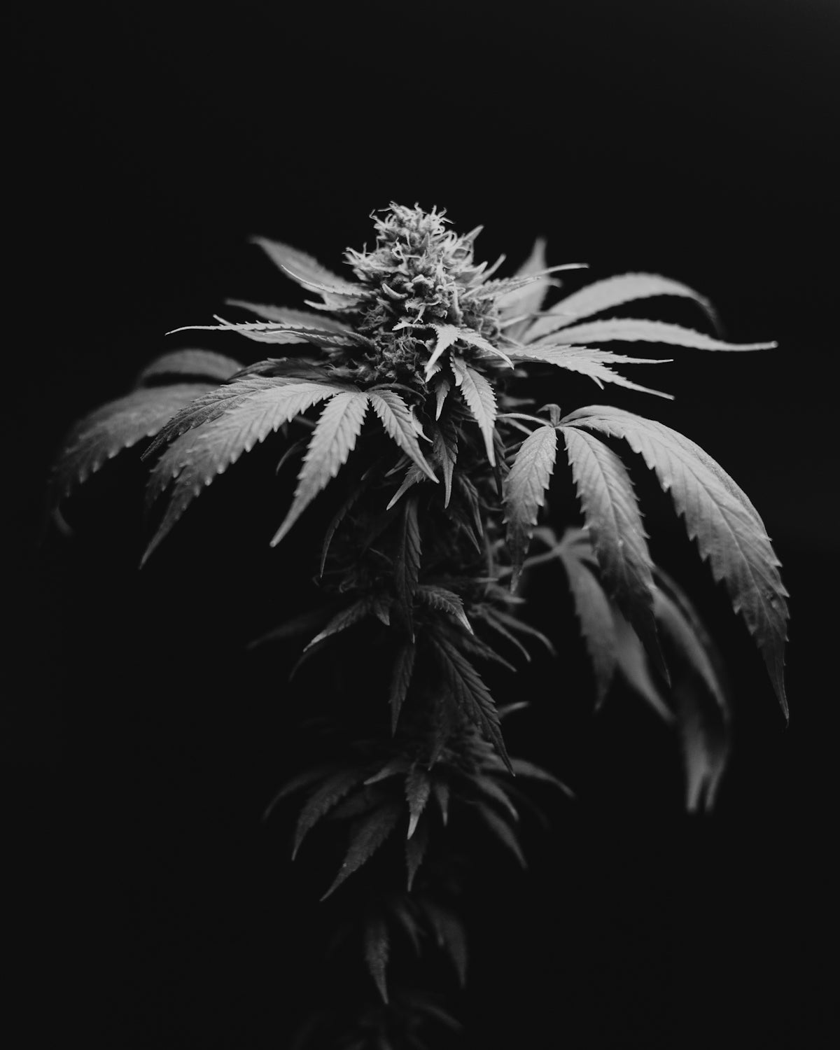 A black and white photo of a marijuana plant