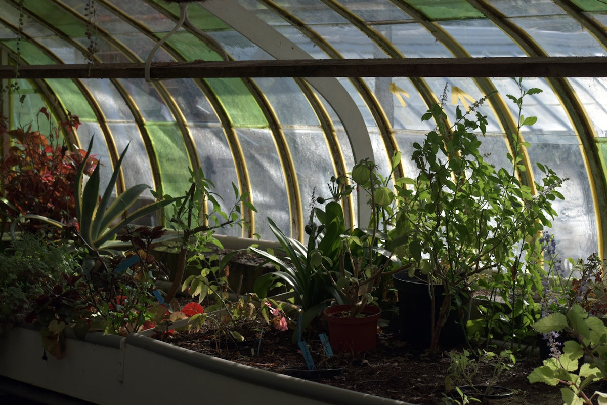 A green house with plants growing inside of it