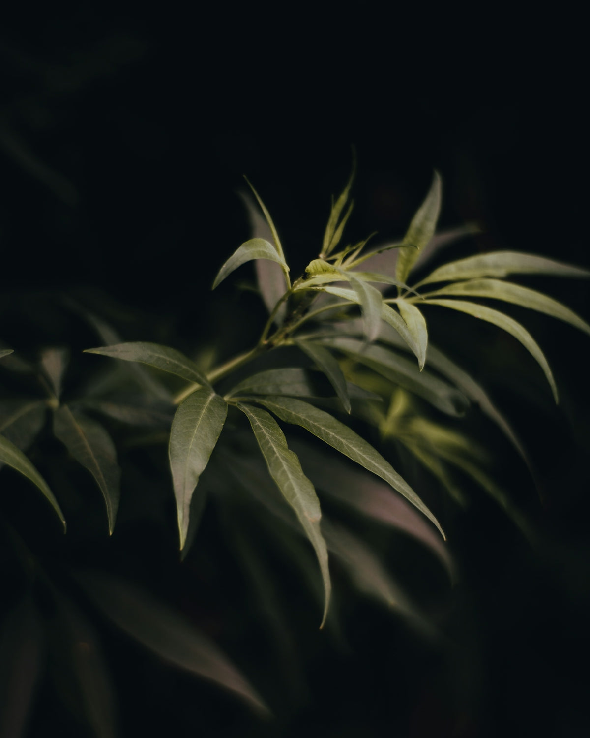 A close up of a leafy plant in the dark
