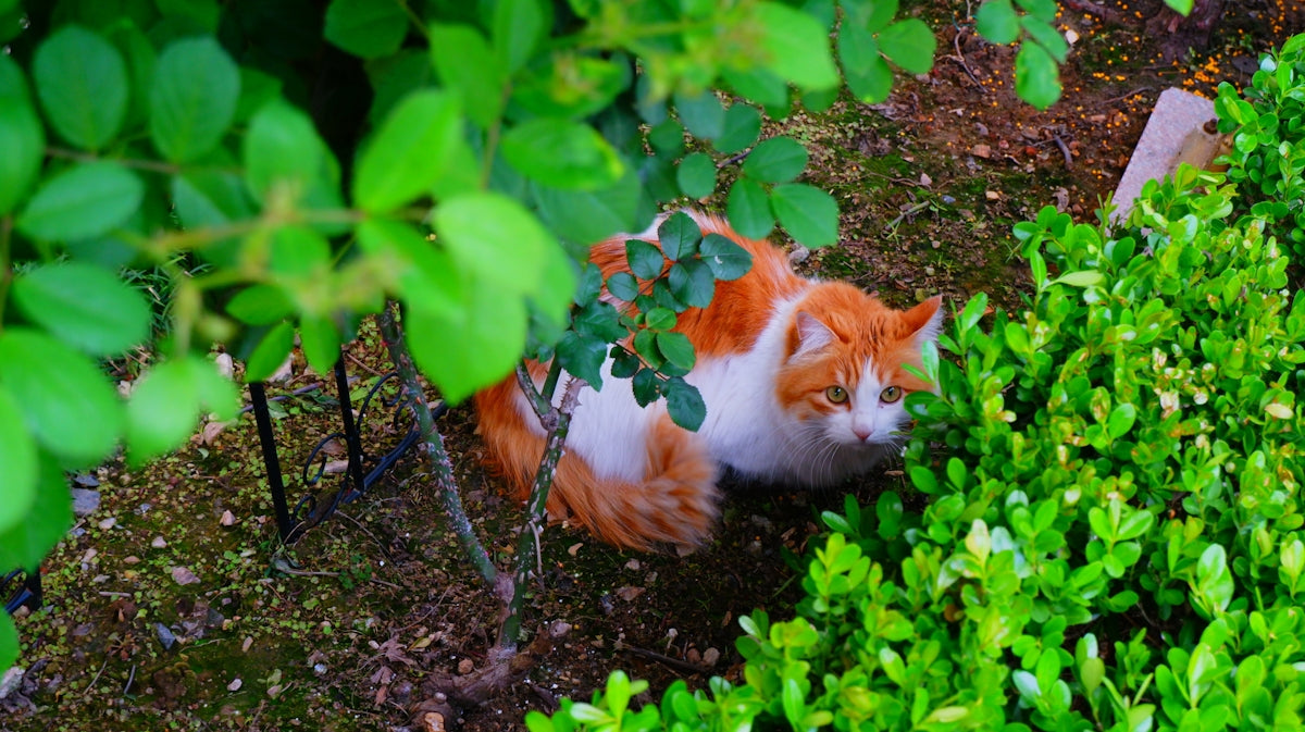 An orange and white cat is hiding in the bushes