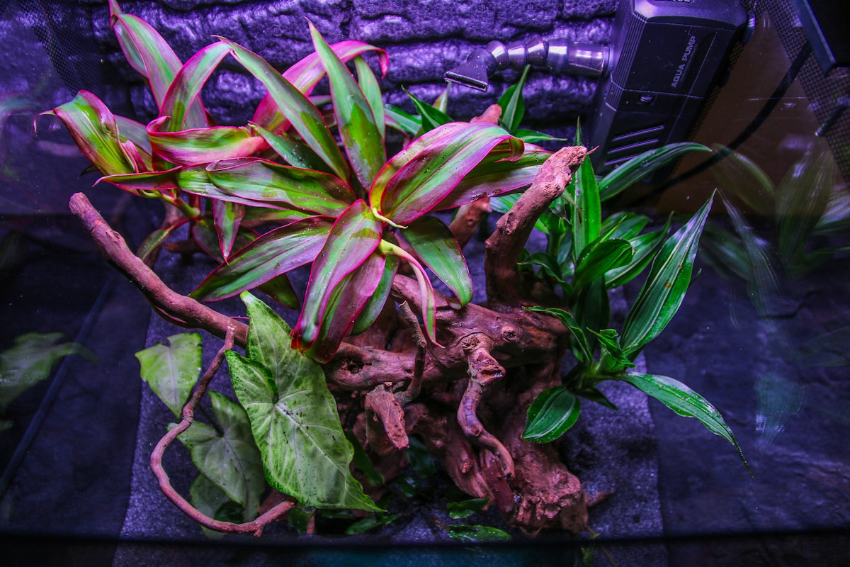 A close up of a plant on a table